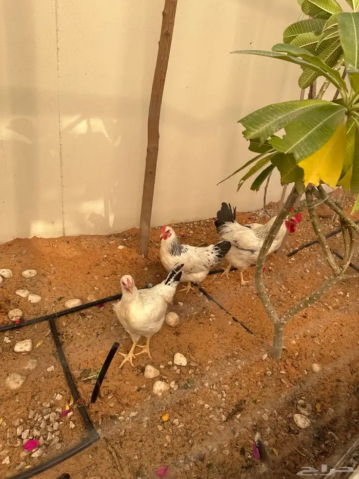 دجاج فرنسي للبيع 1
