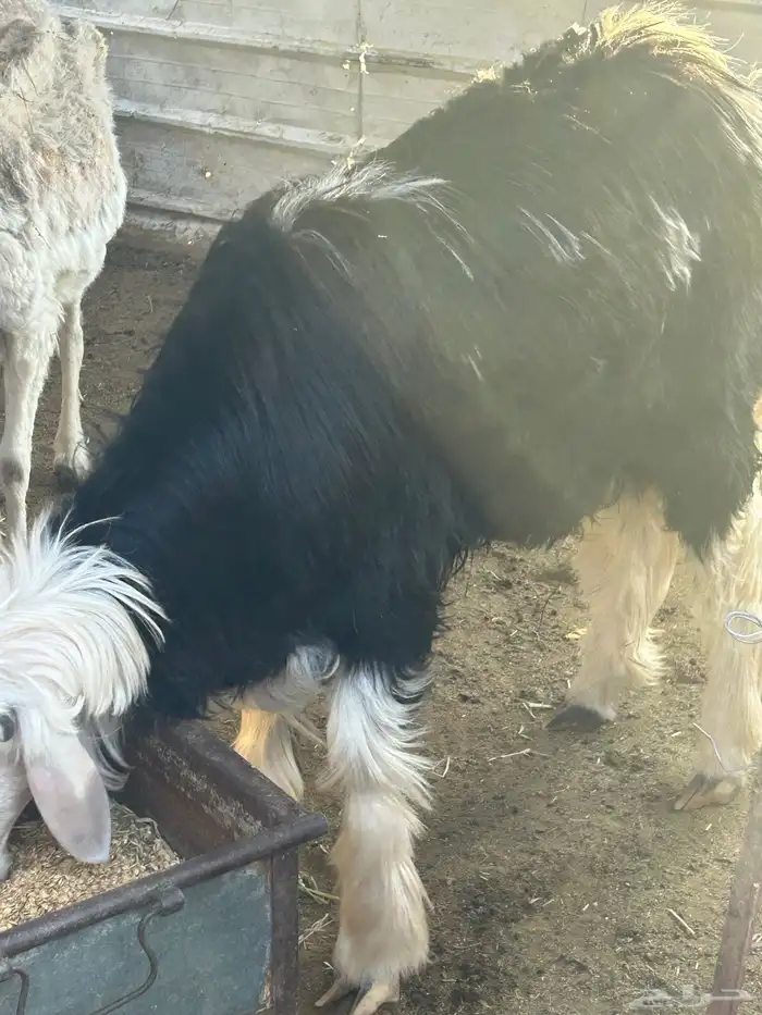 طلي جذع مشروع فحل صنف وحار عمره حول 8 شهور ونصف نجدي 0