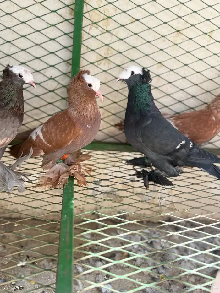 حمام ساكسون 14