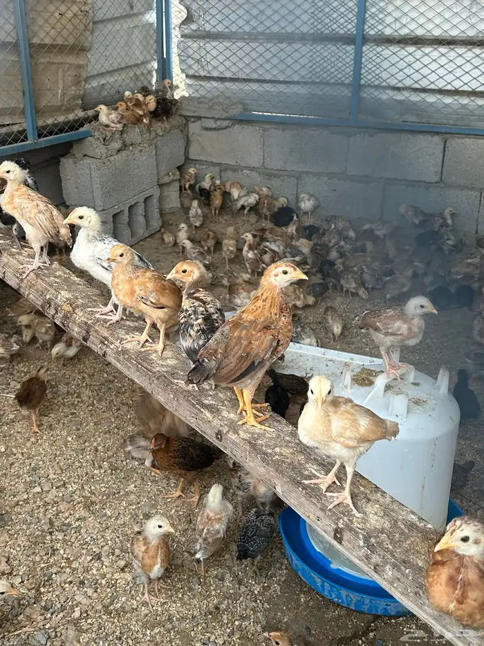 صوص عمر شهر 2