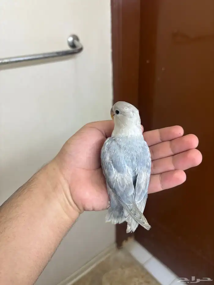 جوز روز منتج روعة 4