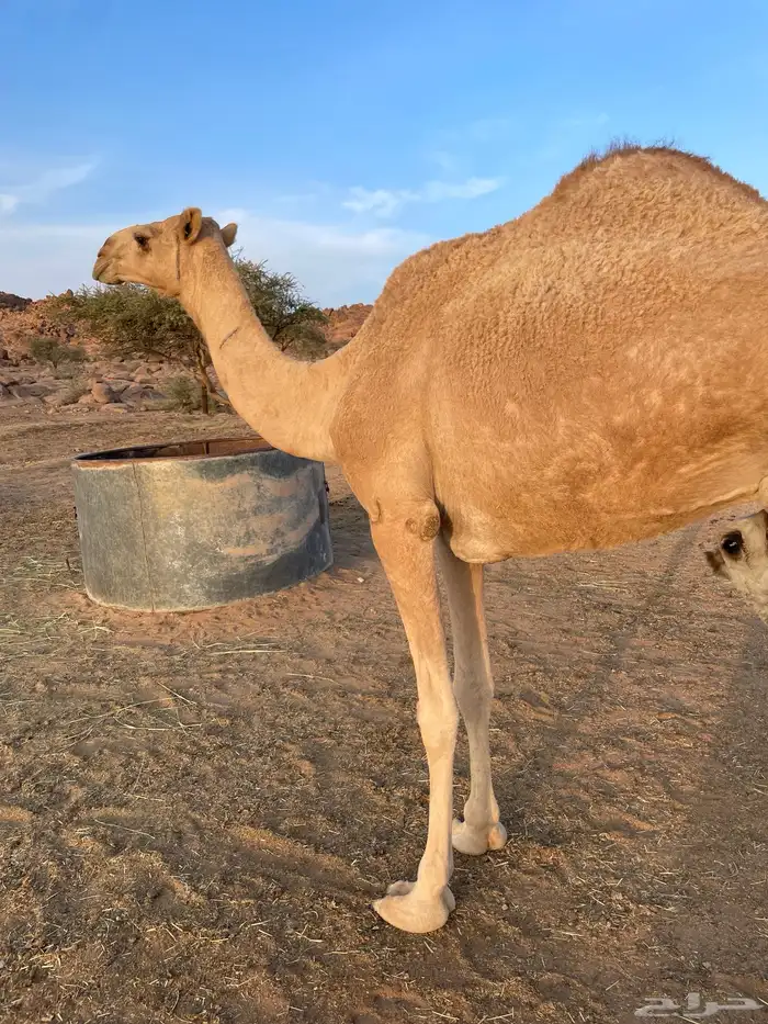 خلفه حمراء بكر 1