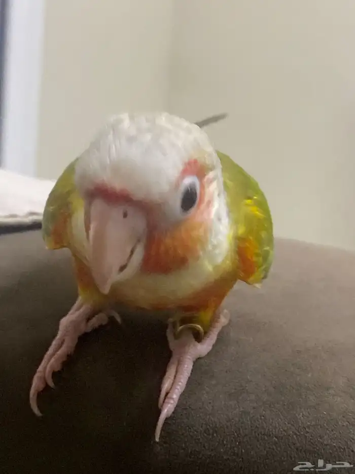 كنيور بغبغاء 0