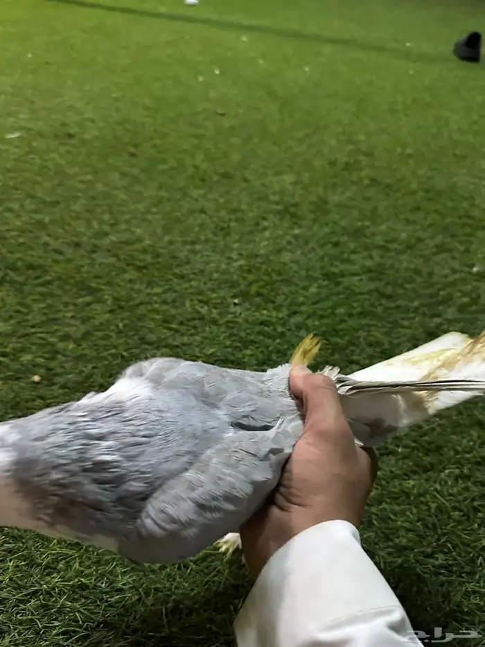 حمام زينه منتج نفاخ 11