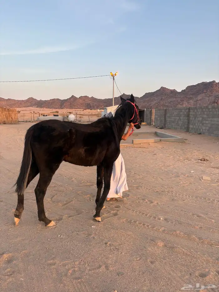 نجران الحصينيه سائلة غزال 0