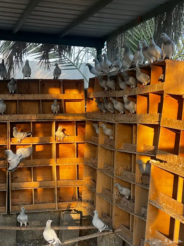 حمام زاجل ايس 3