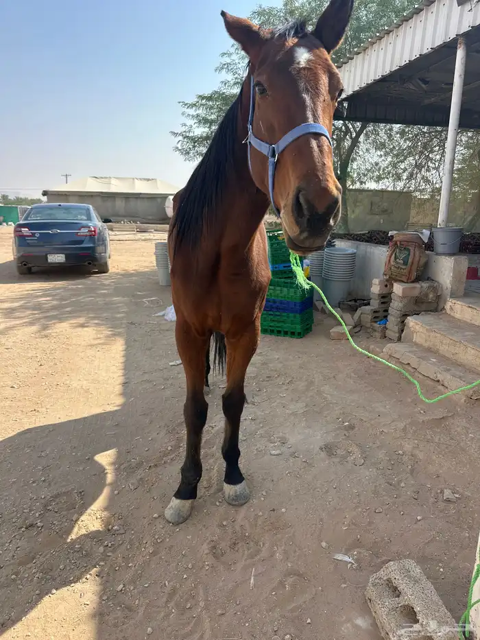 فرس انقليزية 2