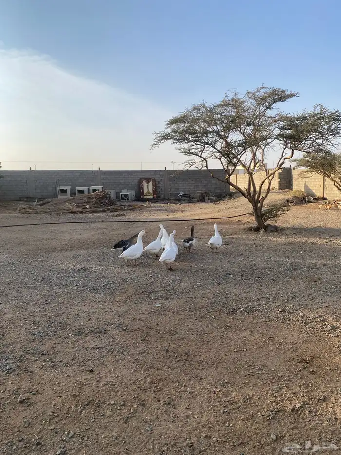 وز بلدي للبيع 0