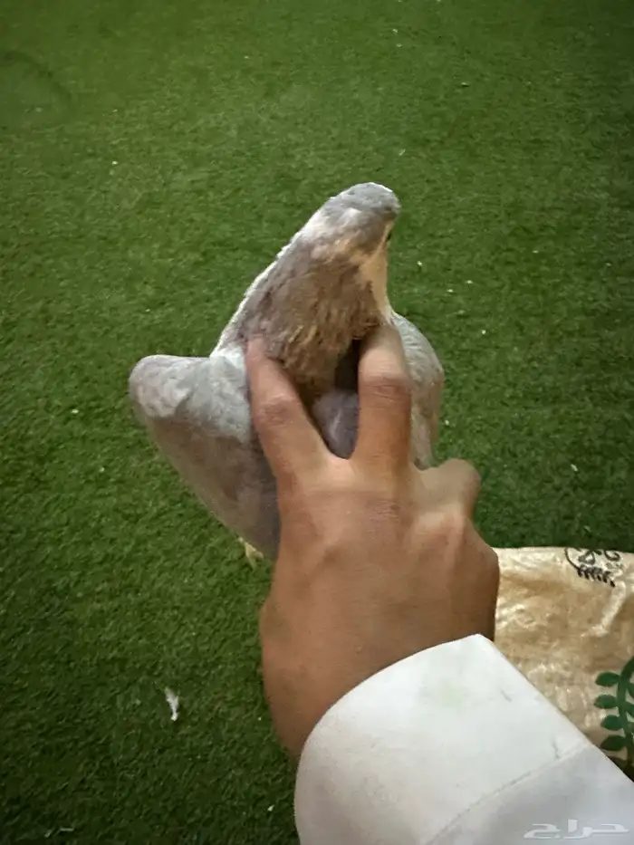 حمام زينه منتج نفاخ 9