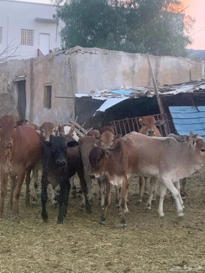 حسلان (11)ذكران (6)وايناث(5) 0