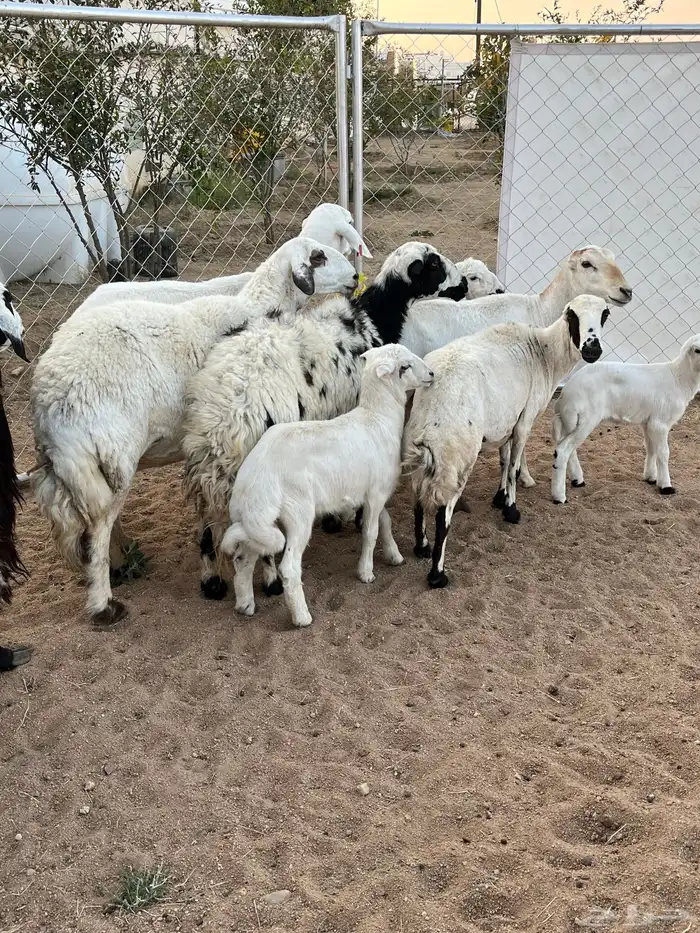 غنم ولد كفو تم البيع 6