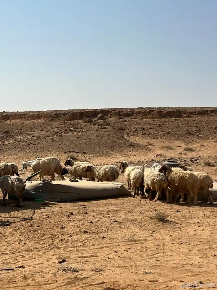 غنم نعيم مضاريع 9