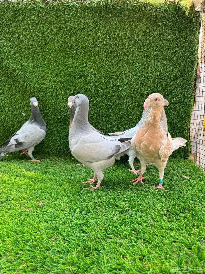 للبيع حمام هومر 7