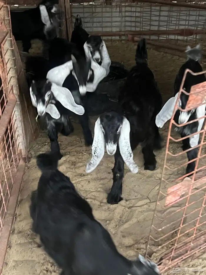 تيوس للبيع العدد (9) شررط صحه ونظافه 4