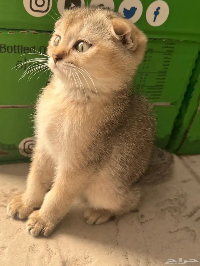 كيتن سكوتش فولد (ذكر-شهرين ونص) 4