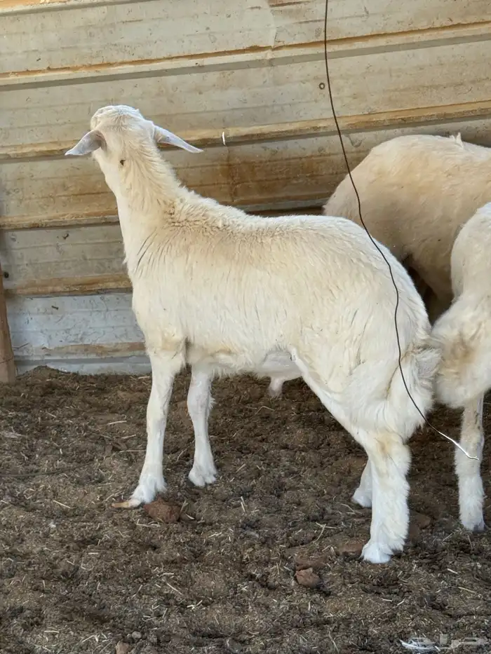 ذبائح بلدي للمناسبات والافراح تربية مو حلال والدي نظيفة 21