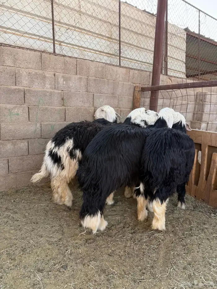 طليان وتيوس ذبايح نظيفه ع الشرط ( سلخ وتوصيل ) 9