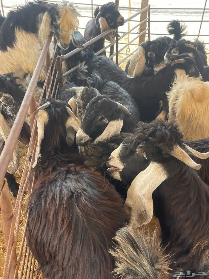 ذبايح عرب وتيوس 5