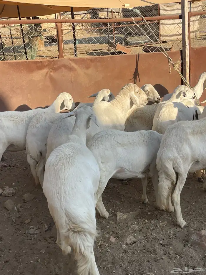 ضان دفع بفحلها شعره قصيره 3