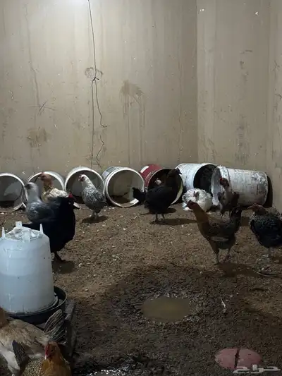 دجاج بياض مشكل براهما وتركي وبلدي وفيومي index