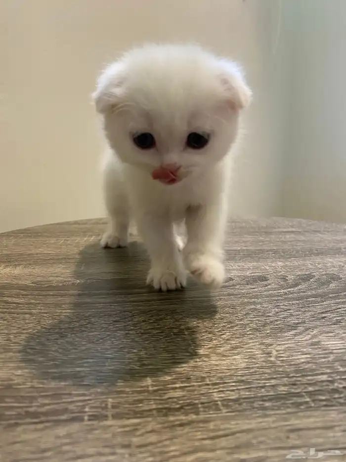 قطط صغيره سكوتش فولد اللون ابيض للبيع 0