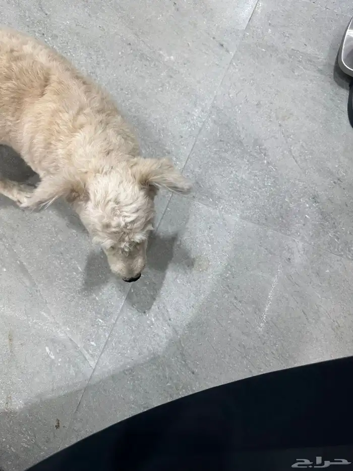 كلبتان مفقوده للتبني 2