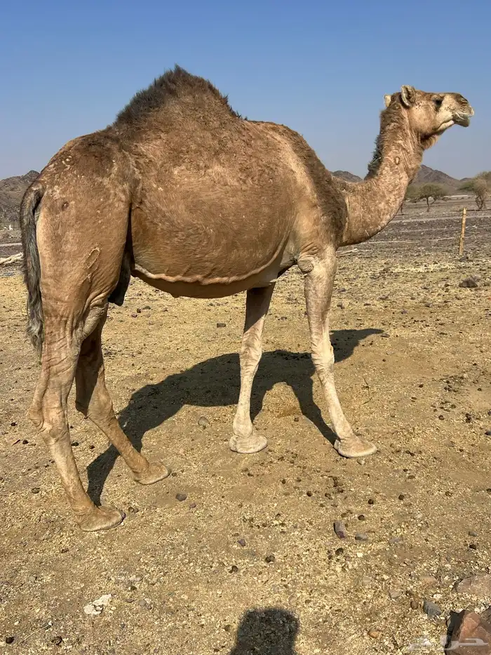 لقحه حمرا فروع ب 6800 تم البيع 1