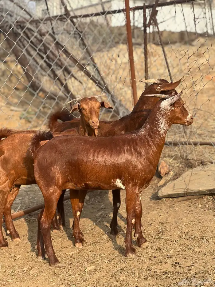 جفار دهم بعضهم دفيع 3