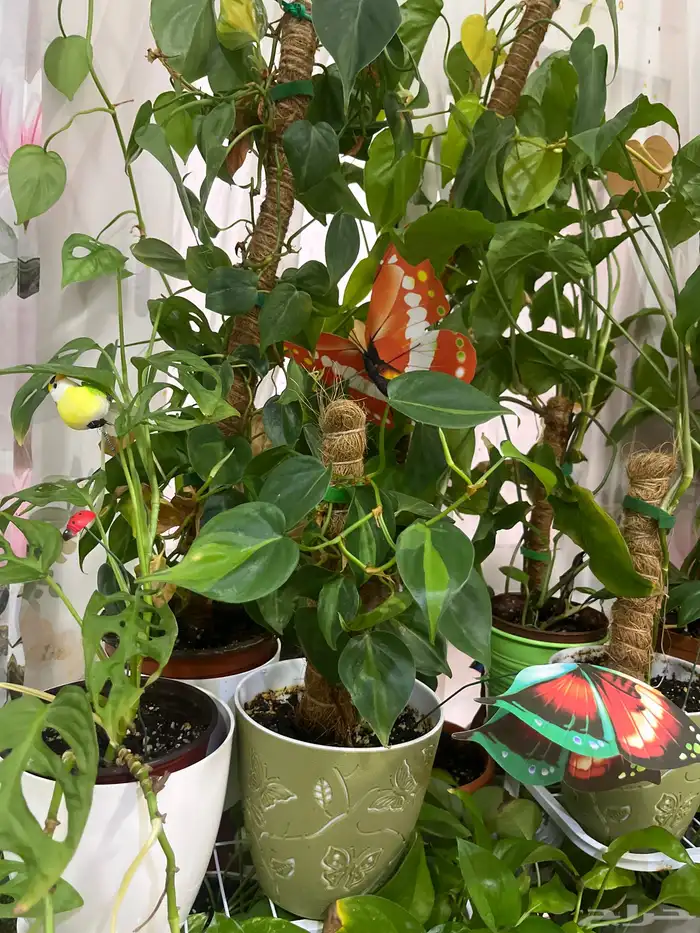 زرع داخلي مختلف الانواع وسعروا طيب جدا 1