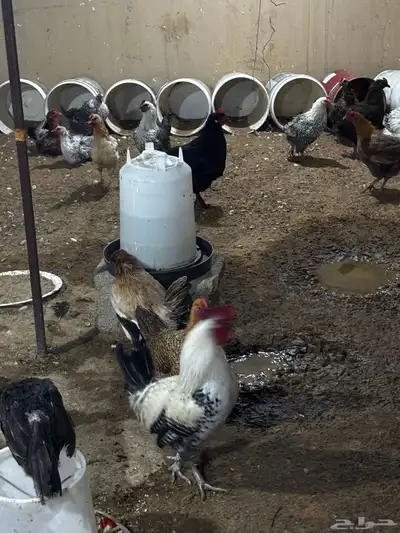 دجاج بياض مشكل براهما وتركي وبلدي وفيومي index