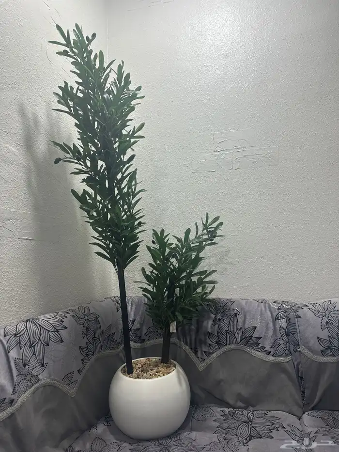 شجرة الزيتون  جديدة 1