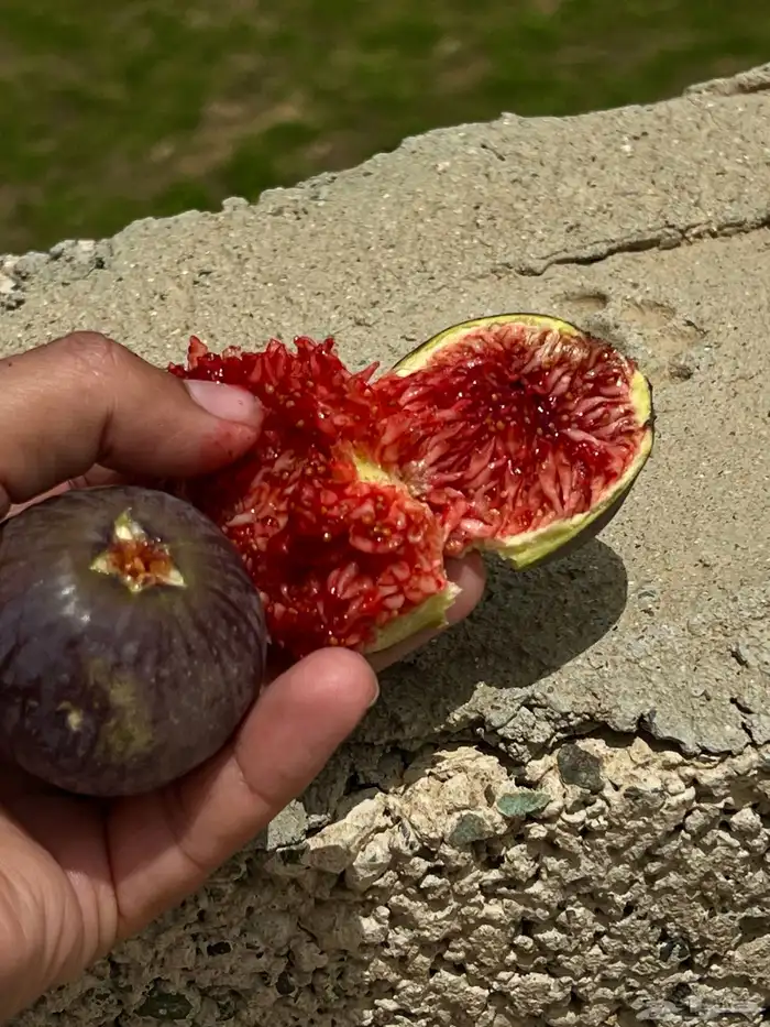 حماط (تين) ايطالي258 من اصناف نوادر التين 0