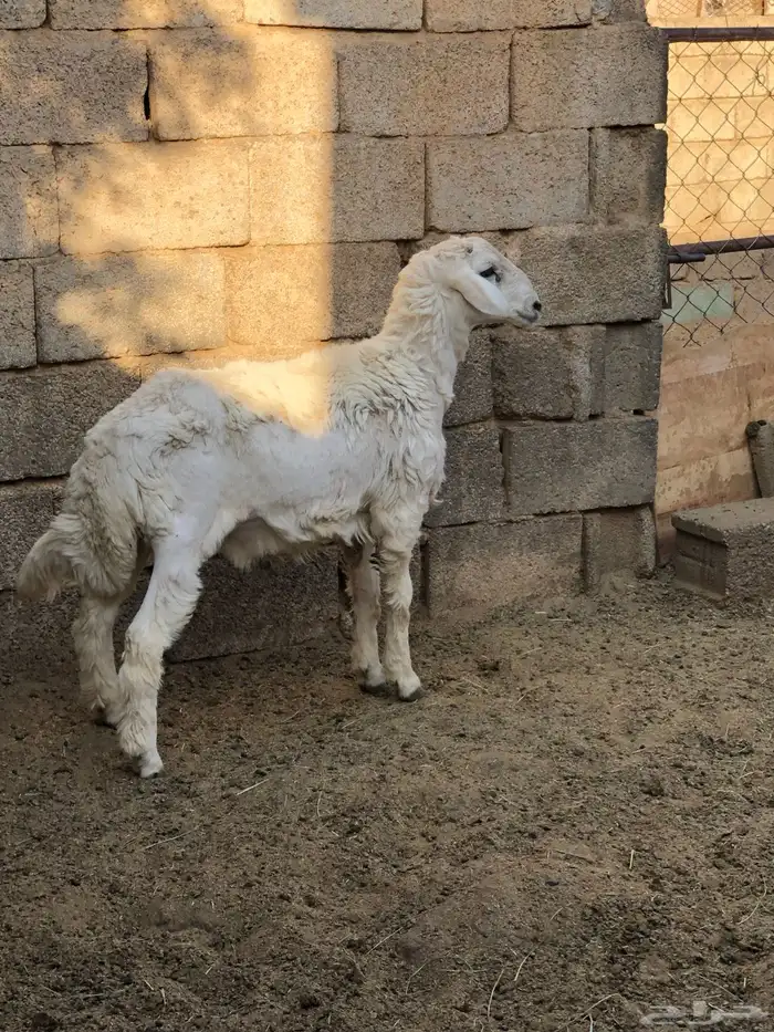 خروف نظيف ومن مراح طيب 5