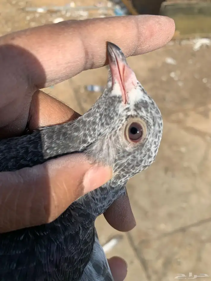 حمام بكستاني 16