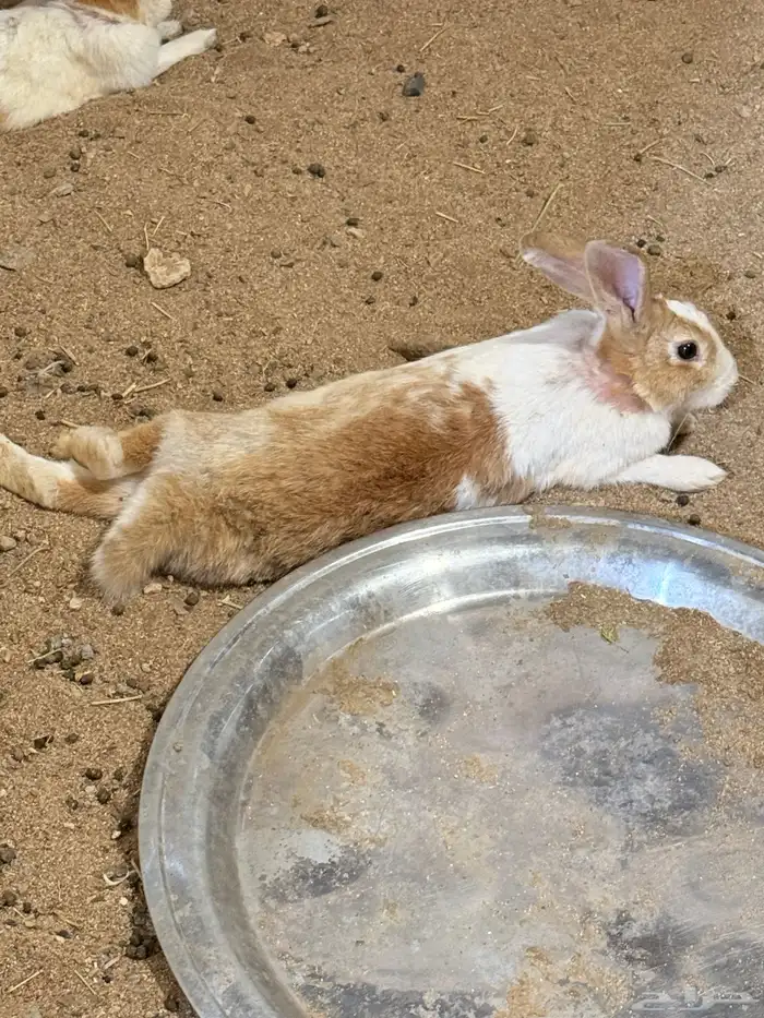 ذكور ارانب للبيع تم البيع 3