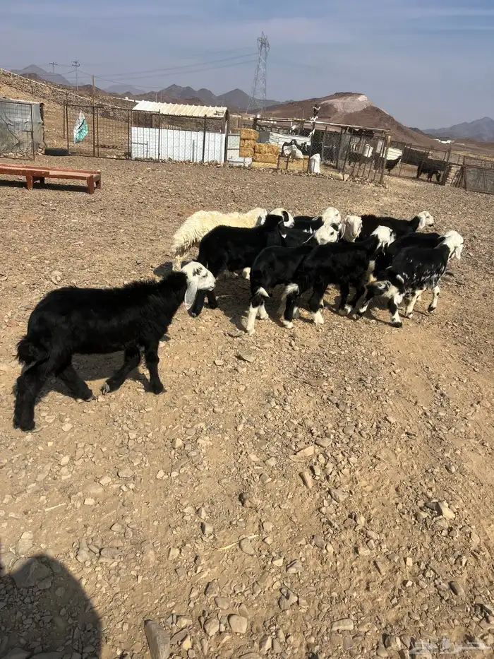 طليان نجد ذبايح 6