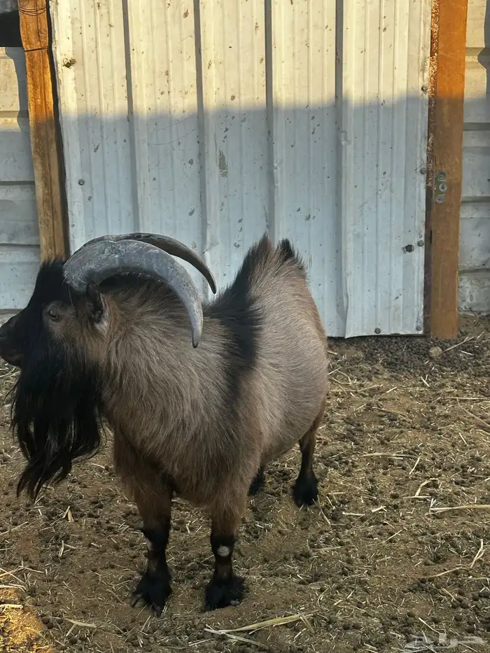 معز غزم العداد ثنين معزه وثلاثه تيوس ودفيع المعزه 1