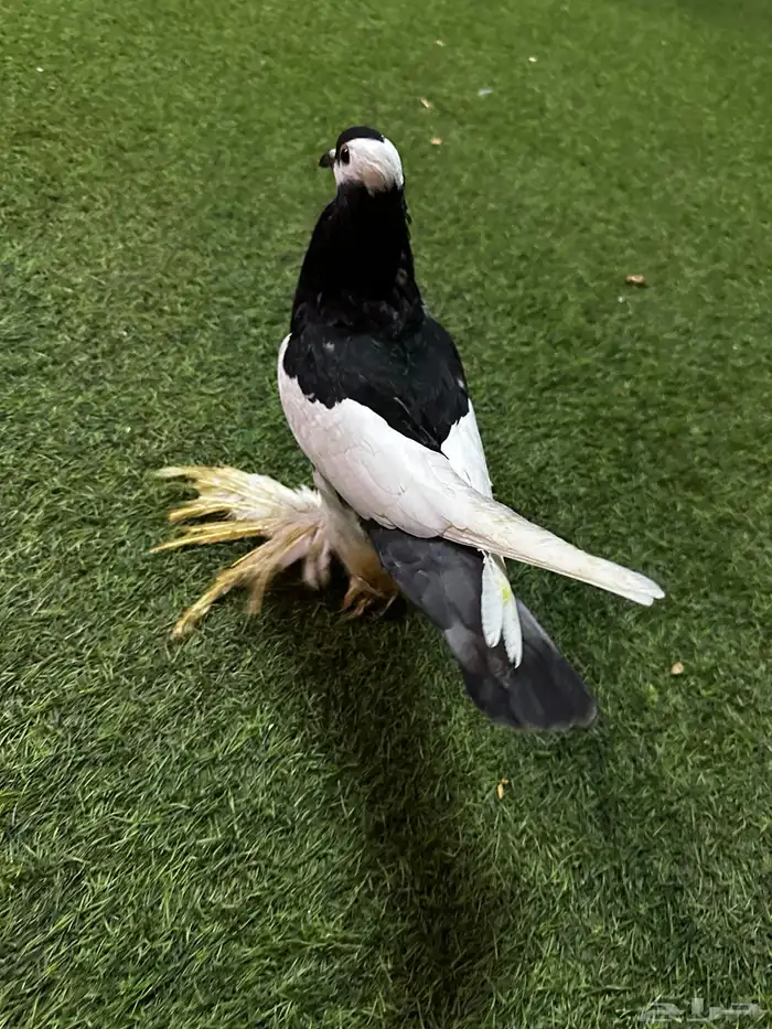 حمام زينه منتج نفاخ 3