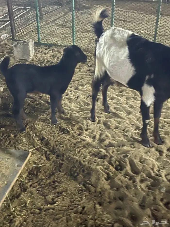 معزا ثلاث يتبعها ثلاث 5