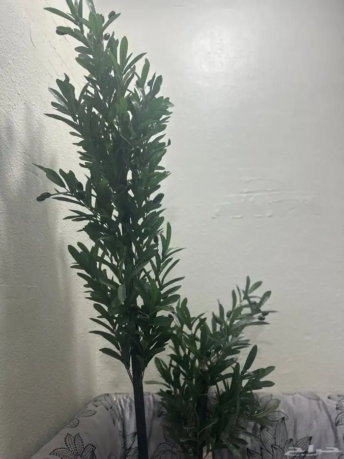 شجرة الزيتون  جديدة 0