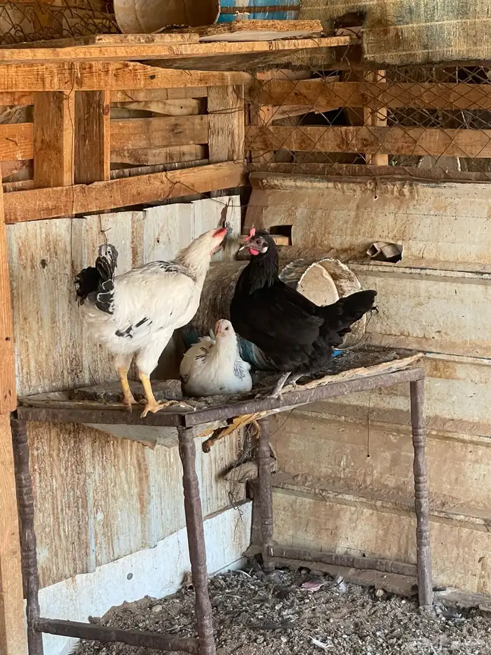 دجاج للبيع 5