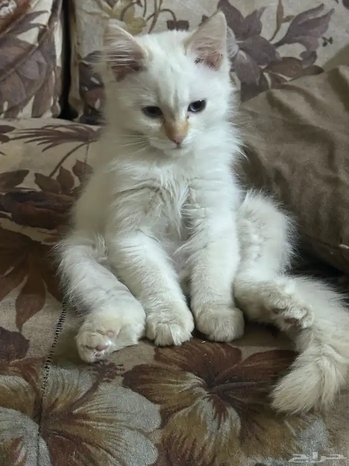 قطط للتبني مجانا 0