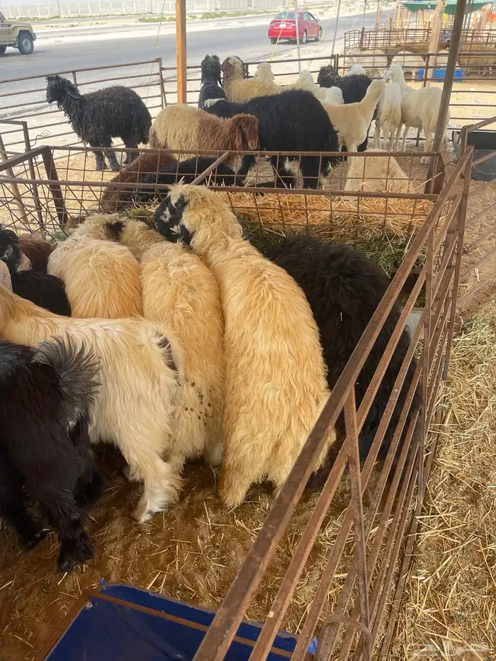 ذبايح عرب وتيوس 1