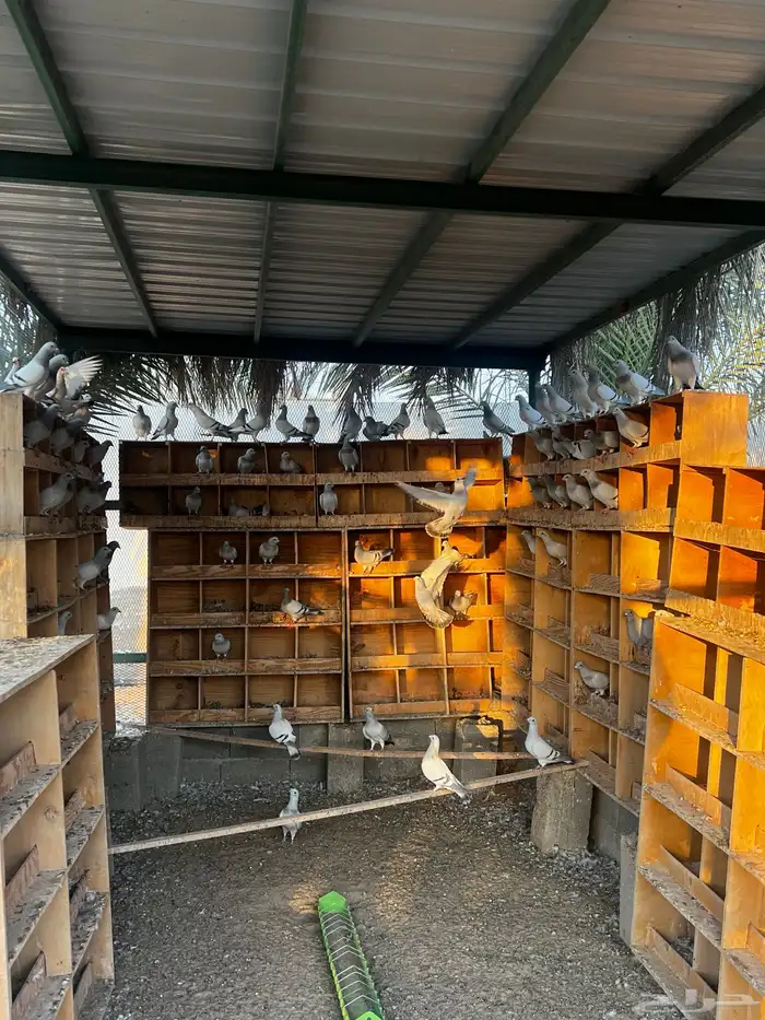 حمام زاجل ايس 0