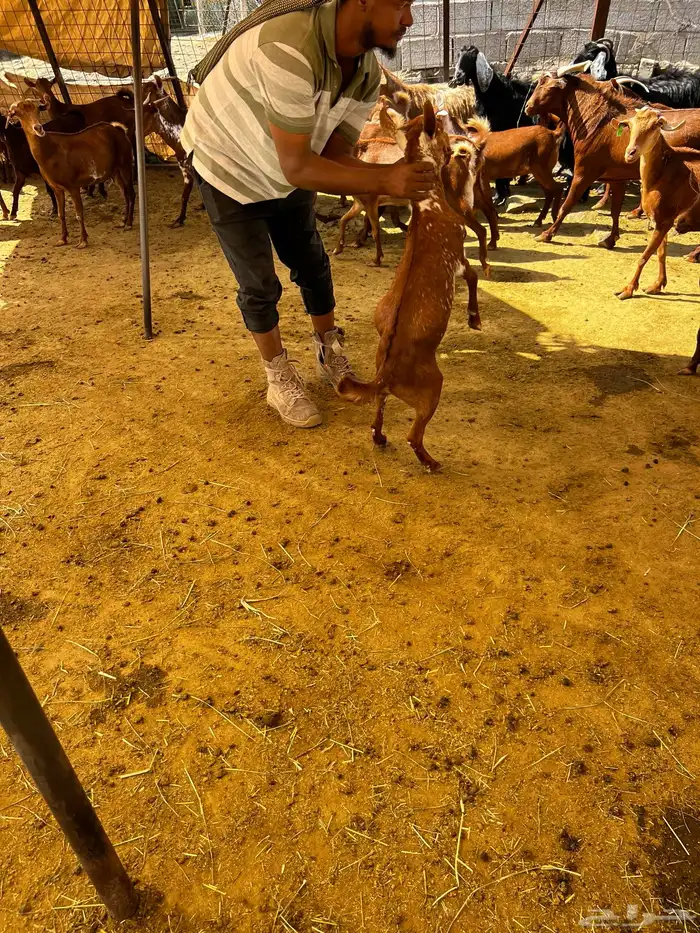 تيوس لباني محايلي 0