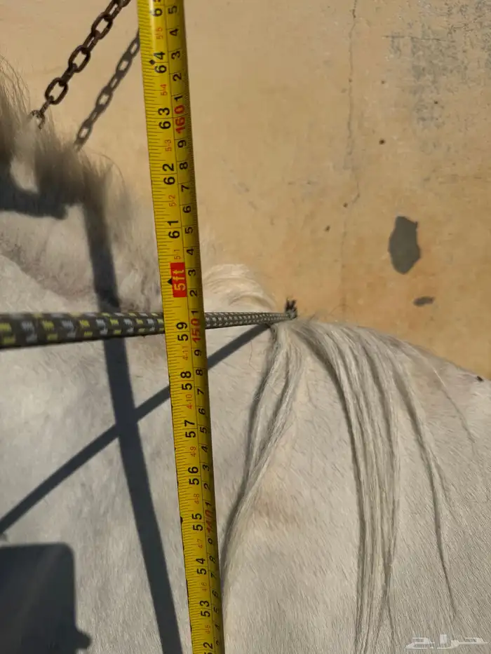 حصان واهو حفيد ابطال 1