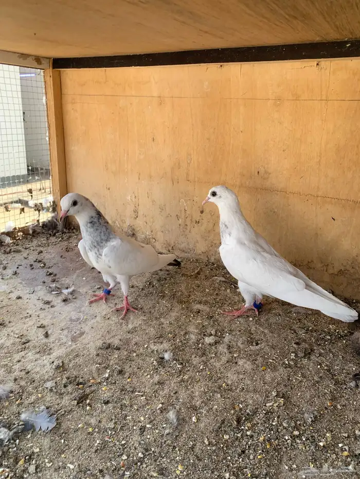 حمام بكستاني 0