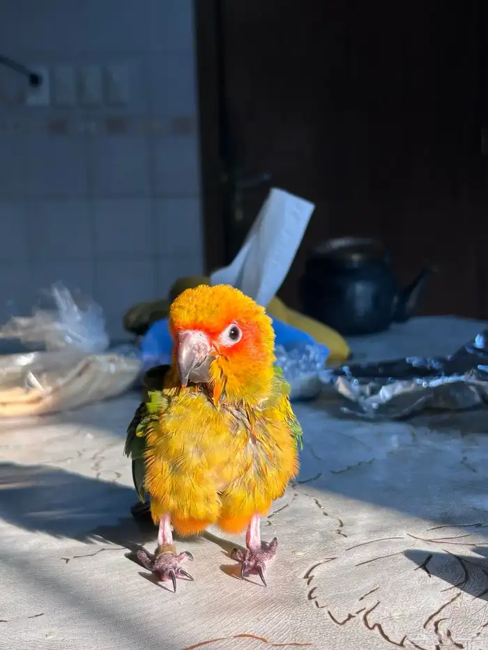 فرخ صن كنيور مجنون غر 0