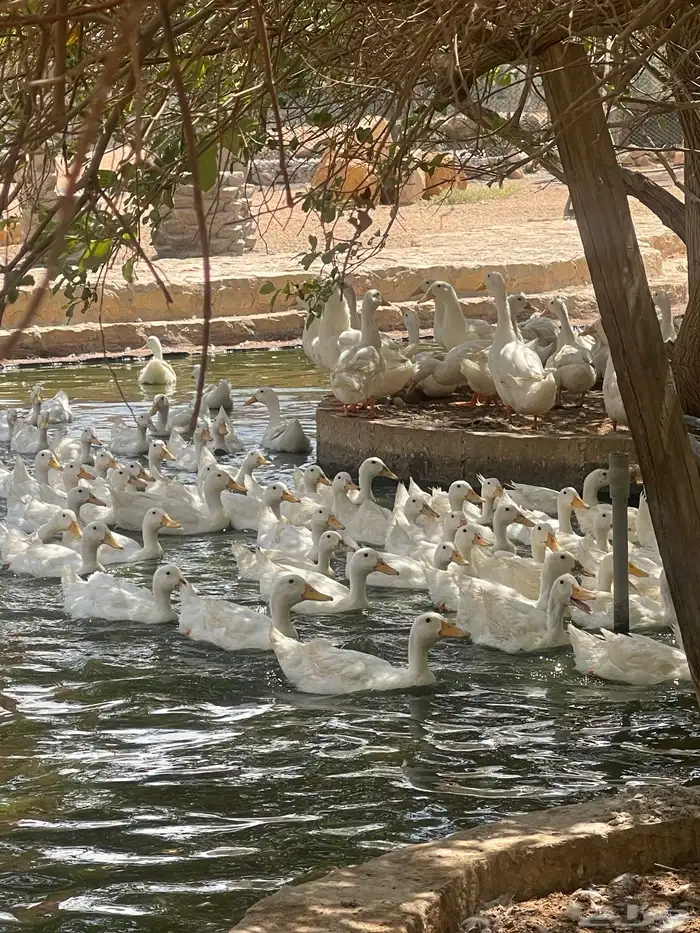 بيض بط مخصب بكيني 2