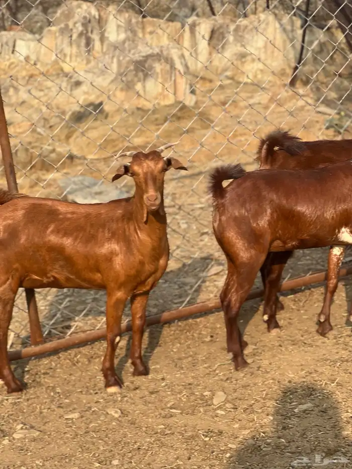 جفار دهم بعضهم دفيع 5